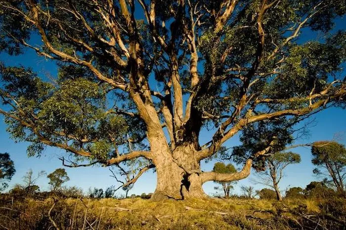 Bạch đàn (Eucalyptus) là chi thực vật có hoa trong họ Đào kim nương - loài thực vật bản địa có xuất xứ từ Úc.