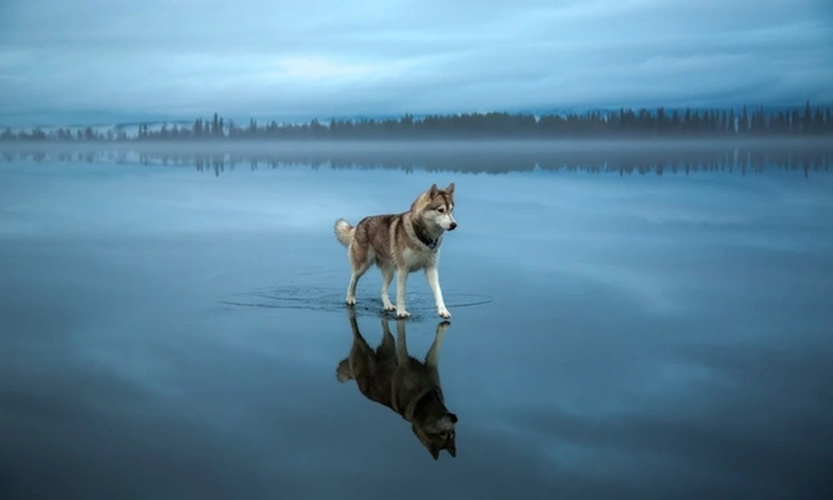 1. Khung cảnh tuyệt đẹp khi một chú chó Husky dò dẫm bước đi trên mặt nước.