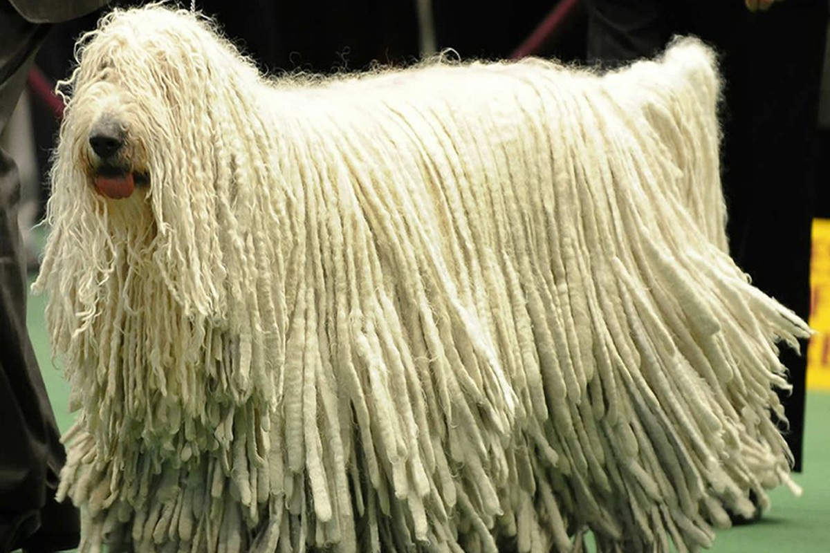 1. Komondor, hay còn gọi chó giẻ lau, là một giống chó truyền thống lâu đời, báu vật quốc gia của Hungary. Giống chó này có  bộ lông màu trắng xoắn bện vào với nhau. Lông của Komondor có thể dài từ 20 - 27cm với tổng trọng lượng trên dưới 30 kg.