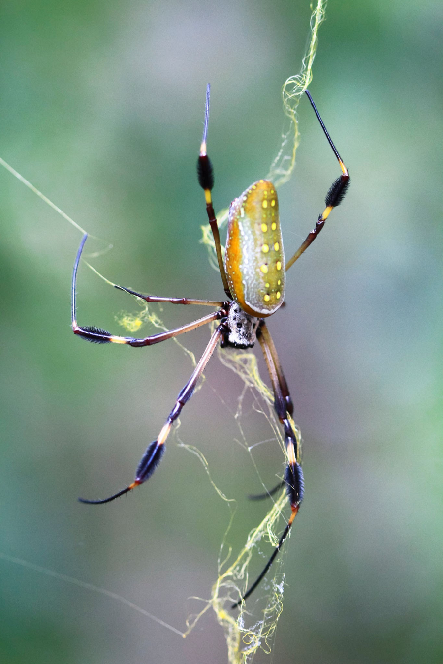  Nhện Nephila là loài nhện khổng lồ thường được tìm thấy nhiều ở Nam Phi.