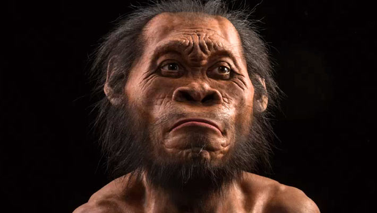 Homo naledi được cho là ra đời khoảng 335.000 năm trước, tức xấp xỉ niên đại của Homo sapiens chúng ta (khoảng 300.000-350.000 năm trước, theo các nghiên cứu). Tuy nhiên họ chỉ sống song song trên địa cầu với chúng ta khoảng 100.000 năm, sau đó tuyệt chủng vào khoảng 236.000 năm trước.