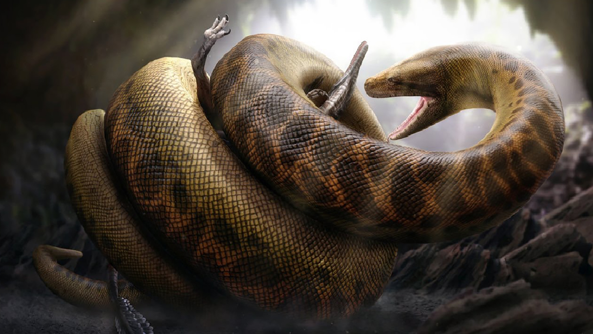 Titanoboa có chiều dài ấn tượng lên tới 13m và nặng hơn 1,1 tấn, vượt xa kích thước của bất kỳ loài rắn hiện đại nào. Thậm chí, phần dày nhất của cơ thể con  rắn có đường kính lên tới 0,9m, khiến nó trở thành một sinh vật khủng khiếp.