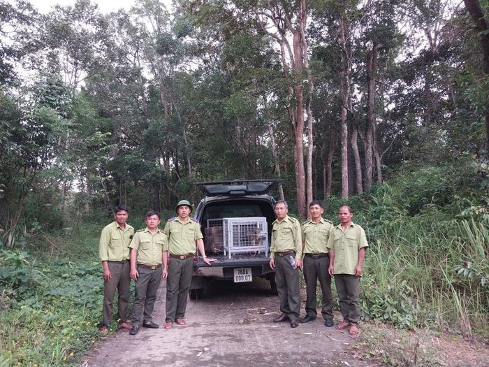 Đàn  khỉ vàng gồm 8 con (4 con đực và 4 con cái), sống lâu nay trên đảo Hòn Trà, có diện tích sống hẹp và khó khăn về môi trường và thức ăn.