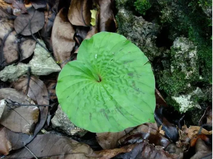 Cây một lá (Nervilia fordii) là một  loài cây độc đáo tại Việt Nam. Loài cây này được gọi là cây một lá do duy nhất chỉ có một chiếc lá hình trái tim. Nó thuộc họ Orchidaceae (Lan) và còn có các tên gọi khác như thanh thiên quỳ, lan một lá, lan cờ, châu diệp, slam lài, bửa thoọc, bầu thoọc và nhiều tên khác.