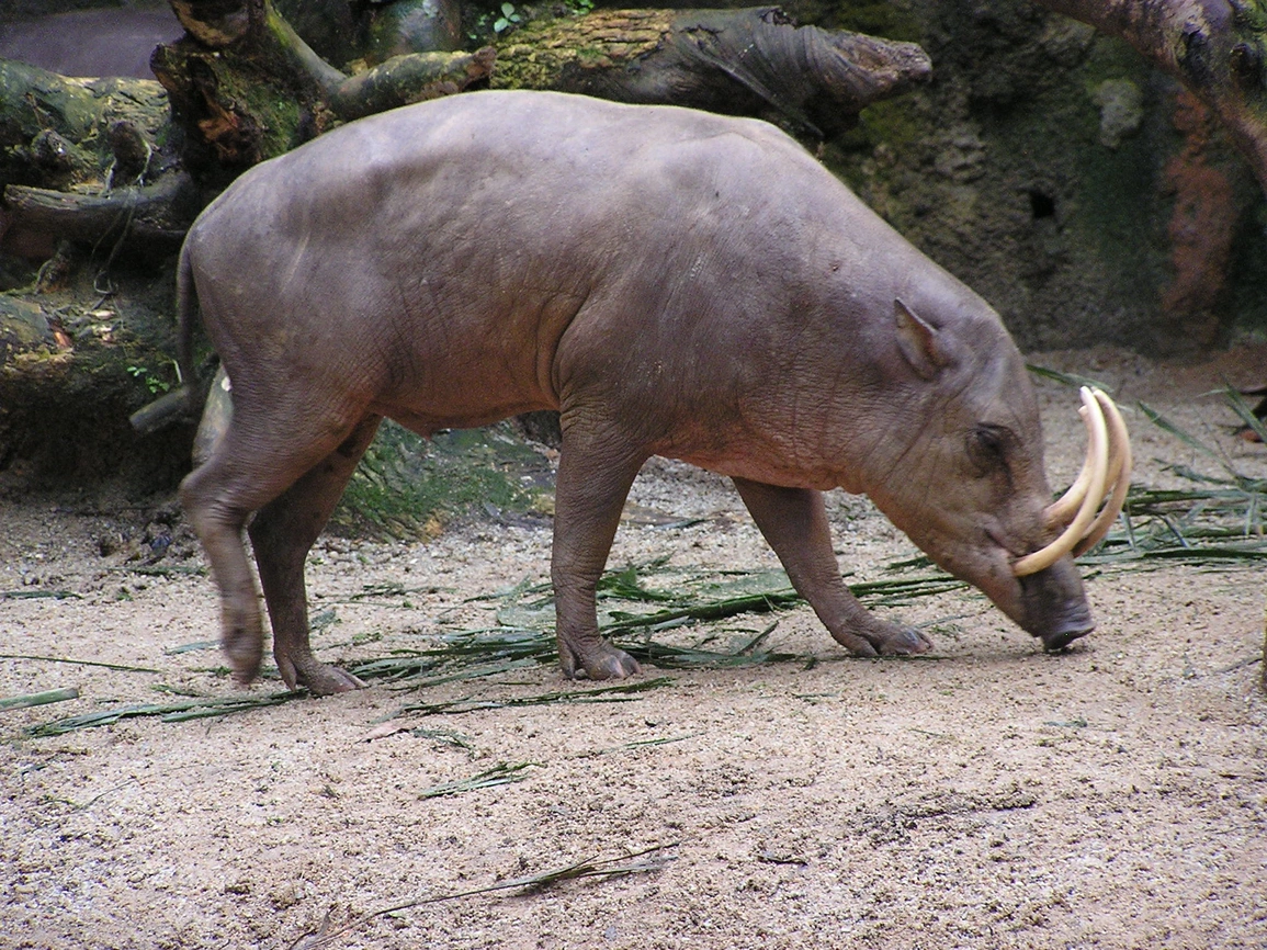  Lợn hươu, hay còn gọi là Babirusa, là một loài lợn kỳ quái đến từ Indonesia, đặc biệt ở vùng Celebes và các đảo xung quanh.