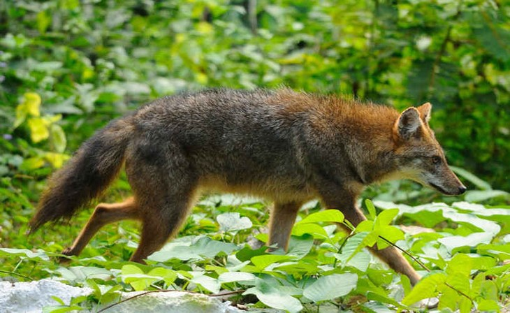 Chó sói rừng (Canis aureus cruesemanni) là một loài  thú hoang dã vô cùng quý hiếm tại Việt Nam, xuất hiện ở khu vực Tây Nguyên, đặc biệt là Gia Lai, Kon Tum và Đắk Lắk. Loài chó này có vóc dáng nhỏ hơn so với chó rừng Ấn Độ hay chó lửa, với cân nặng khoảng 5-8kg và chiều dài khoảng 60-75cm.