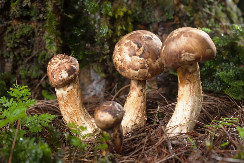 Nấm Matsutake, hay  nấm Tùng Nhung, là một loại nấm quý hiếm có nguồn gốc từ rừng thông đỏ, môi trường có độ cao trên 2.000m.