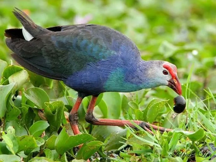  Chim trích cồ, hay Porphyrio poliocephalus, là một loài chim đẹp và thông minh ở miền Tây Việt Nam.