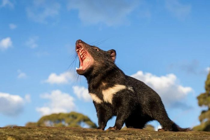 Đây là kết quả của kế hoạch tái thả và nhân giống quỷ Tasmania (tên khoa học Sarcophilus harrisii) tại Vườn bách thú Aussie Ark và các nhóm bảo tồn khác ở Australia.