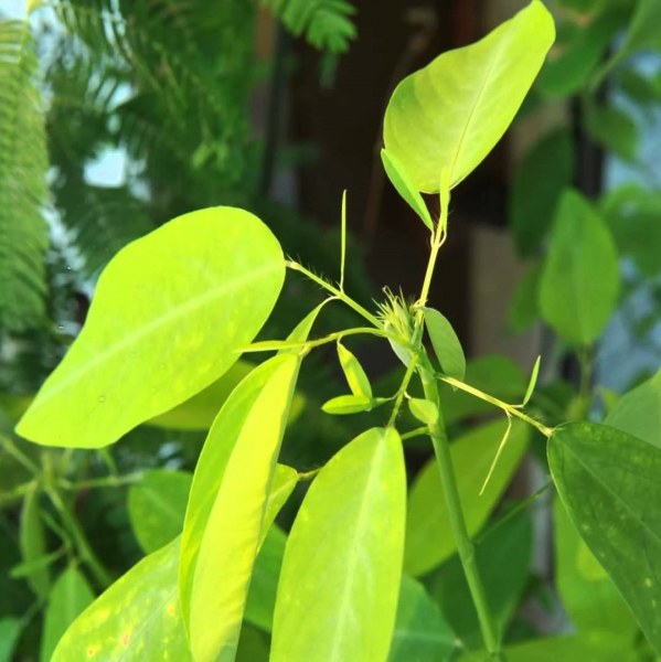 Cây nhảy múa thuộc họ Đậu Fabaceae, nổi tiếng với khả năng di chuyển nhanh, một trong số ít cây có khả năng này.