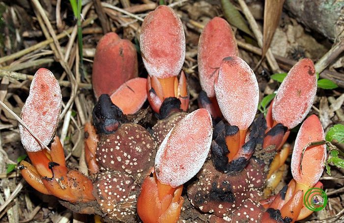 Cây gió đất hoa thưa có tên khoa học là Balanophora laxiflora Hemsl. Nó còn có nhiều tên gọi khác như nấm đất, dương đài hoa thưa, cu chó, dó đất, xà cô.