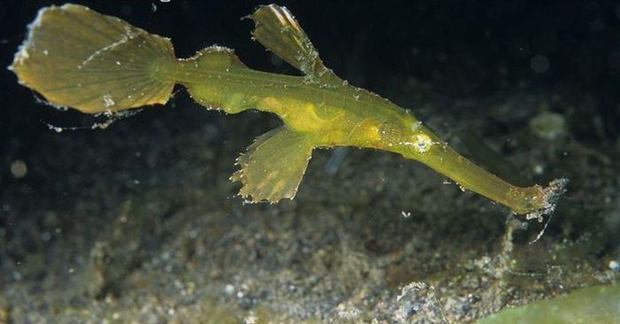 Cá dao cạo (Solenostomus paradoxus) là một  loài cá biển kỳ lạ, có hình thù độc đáo và khả năng đổi màu linh hoạt.