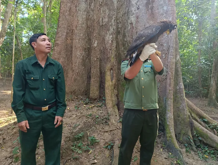 Cá thể  diều hoa Miến Điện này trước đó đã được người dân bắt được khi đi cạo mủ cao su, và sau khi nhận ra giá trị quý hiếm của nó, họ đã liên hệ với Công an TT. Tân Phú và giao nộp cho Hạt Kiểm lâm huyện.