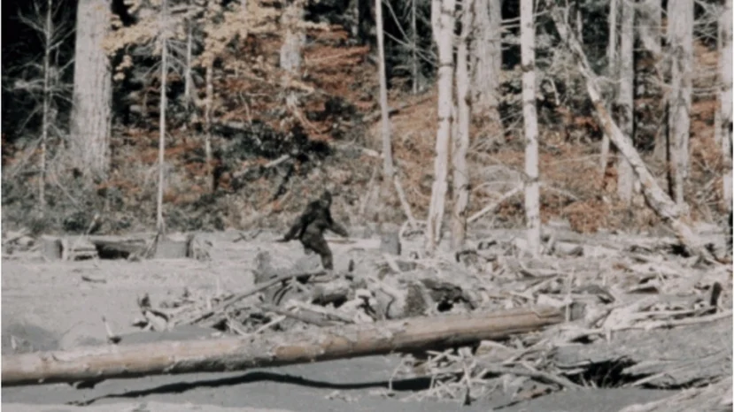 1. Roger Patterson và Bob Gimlin (1967): Bức ảnh nổi tiếng nhất về  Bigfoot là đoạn video năm 1967 của Roger Patterson và Bob Gimlin. Video này quay tại Bắc California và ghi lại hình ảnh một sinh vật lớn giống vượn lông di chuyển qua khu rừng. Mặc dù vẫn có tranh cãi về tính xác thực, đây là một trong những bằng chứng nổi tiếng nhất.