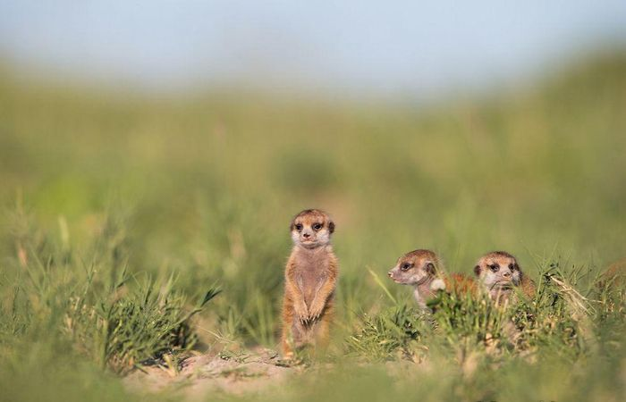 Cầy Meerkat, hay còn gọi là cầy vằn, là loài  động vật có vú sống chủ yếu tại sa mạc Kalahari, Botswana và Nam Phi.