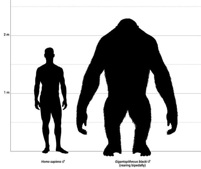 Gigantopithecus blacki khác biệt hoàn toàn với các loài vượn nhân hình trong chi Homo.