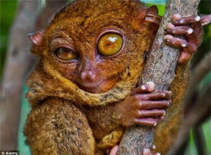 1. Khỉ lùn Tarsier: Loài  động vật có đôi mắt lớn hơn cả não, bàn chân to, sống tại khu vực Borneo và đảo Sumatra.