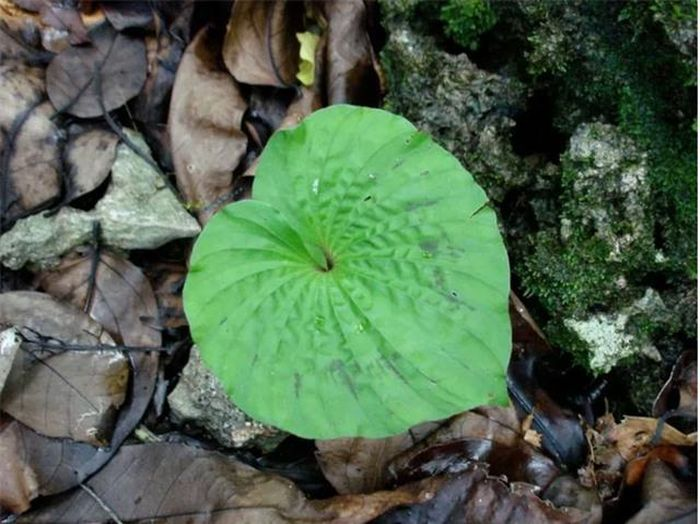  Cây một lá thuộc họ Orchidaceae, có nhiều tên gọi khác nhau như thanh thiên quỳ, lan một lá, lan cờ, châu diệp, slam lài, bửa thoọc, bầu thoọc.