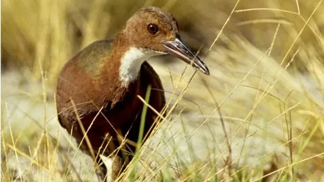  Chim Aldabra, dù không có gì nổi bật về ngoại hình, là một phân loài của loài chim họng trắng và là loài chim không thể bay duy nhất còn sống ở Ấn Độ Dương.