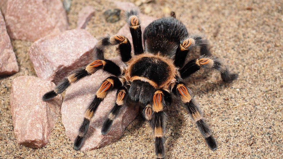 1. Nhện Tarantula: Loài  động vật này được nhập khẩu từ châu Mỹ vào Việt Nam từ năm 2008, loài nhện này có khả năng tạo ra vết cắn đau đớn, loét, và khó chữa lành, có thể đe dọa tính mạng người nếu bị tấn công.