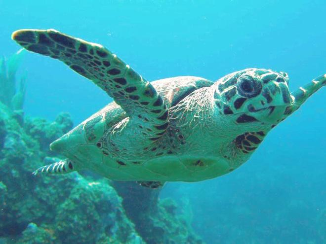 1. Đồi Mồi (Hawksbill Turtles): Loài  động vật này sống chủ yếu ở các vùng biển nhiệt đới. Chúng đối mặt với nguy cơ tuyệt chủng do săn bắt, lấy trứng, và sử dụng mai. Đồi mồi từng phổ biến ở vùng biển Việt Nam.