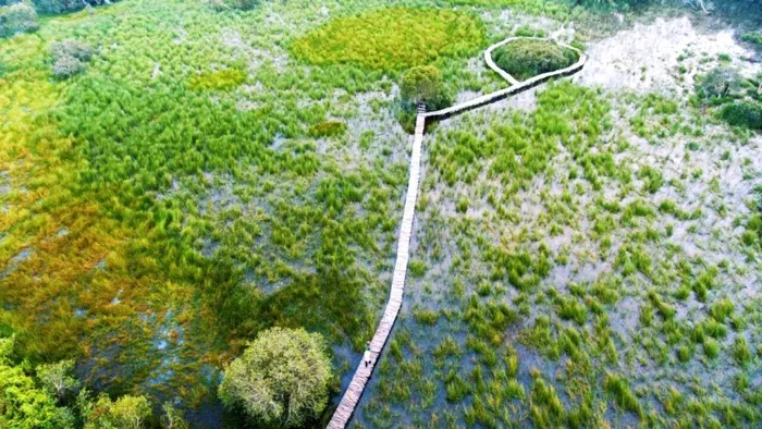 Cầu tre vạn bước là cây cầu dài 10 km được khánh thành vào năm 2020 nằm giữa khu rừng tràm nguyên sinh ở vùng Tứ giác Long Xuyên