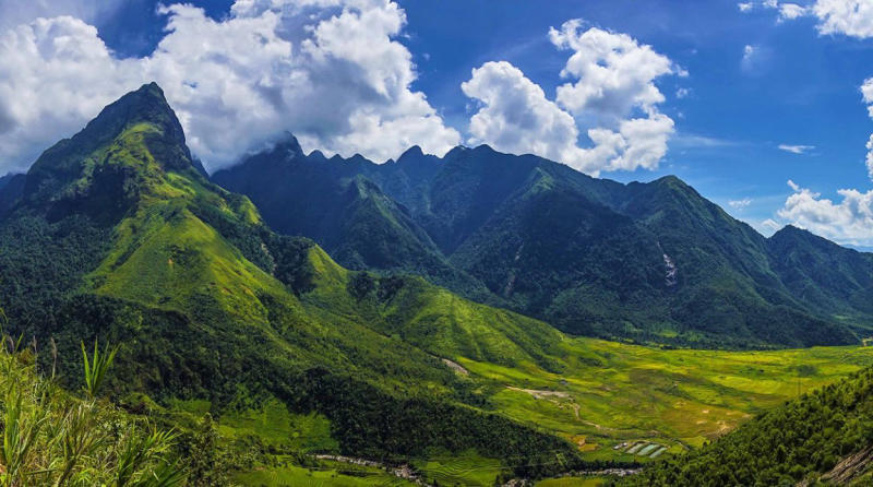 Trên dãy núi Hoàng Liên Sơn, ở độ cao khoảng 2.400-2.700m, có một loài cây chè cổ thụ độc đáo, có tên là Bạch Long, được coi là bảo vật của Việt Nam.