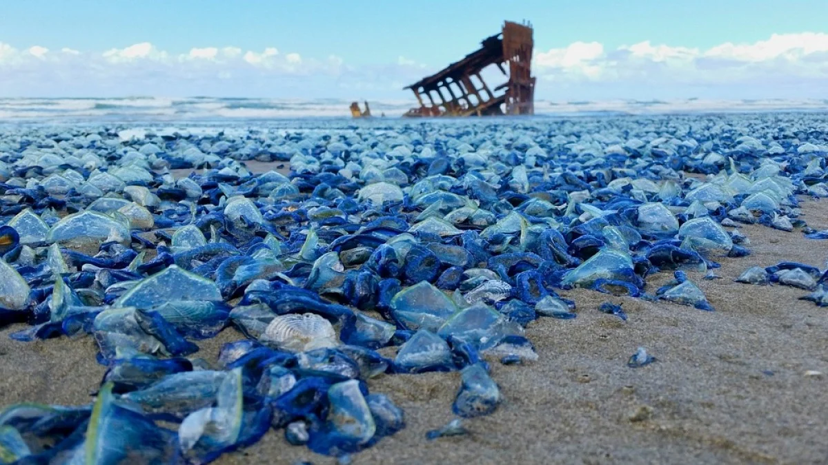 Những  sinh vật lạ giống 'ngoài hành tinh' này có tên là Velella velella, với chiếc vây kiểu nón và các xúc tu lủng lẳng rủ xuống. Hiện tượng này đang gia tăng do mùa đông ấm lên ở các vùng biển từ Oregon đến California.