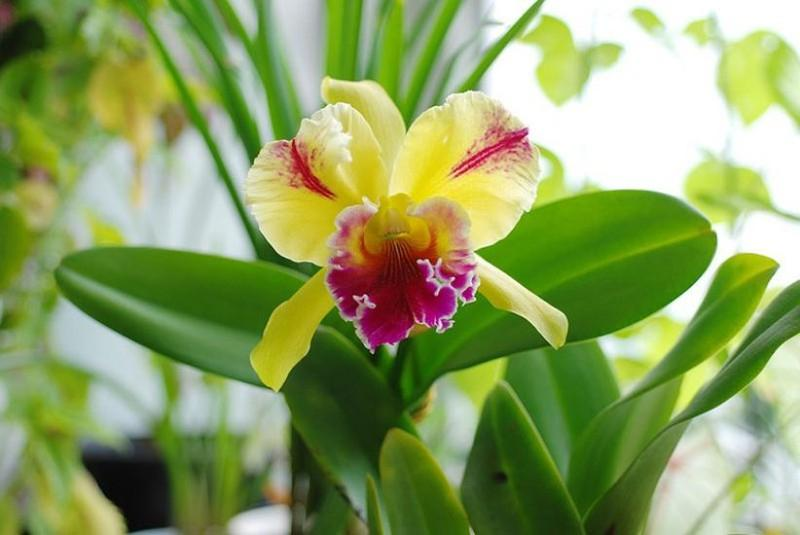 1.  Hoa Nongke Thâm Quyến (Shenzhen Nongke Orchid): Được tạo ra từ phòng thí nghiệm ở Thâm Quyến, Trung Quốc. Là một trong những loài hoa đắt đỏ nhất thế giới, Shenzhen Nongke Orchid đẹp và hoàn hảo về màu sắc và hình dáng. Khó trồng, thời gian nở hoa dài và chỉ những cây hoa đẹp nhất mới được bán ra thị trường.