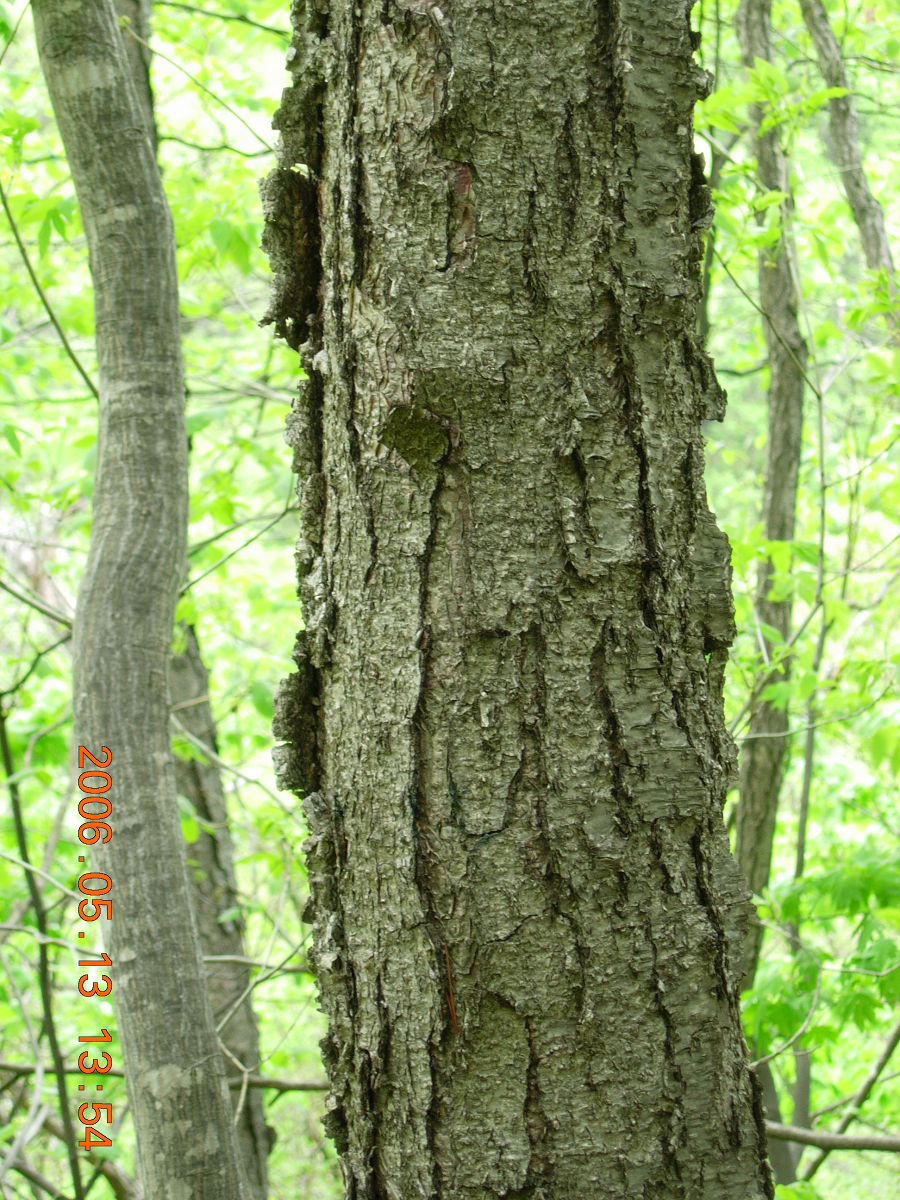 Loại  cây này được gọi là cây bạch dương sắt (Betula schmidtii), là một loài cây quý hiếm thường trồng ở Primorsky Krai, Nga.