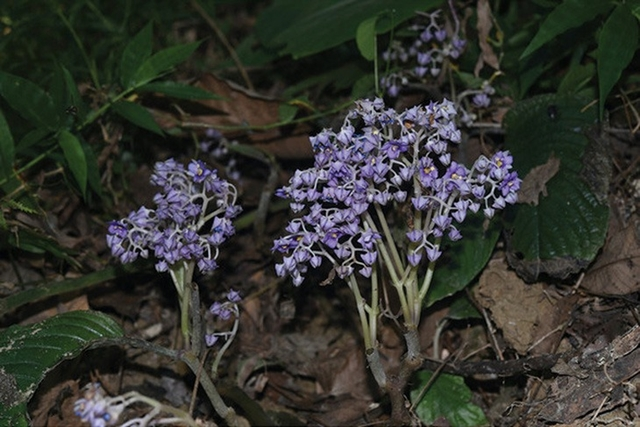 Loài  thực vật mới này được xác định thuộc họ Thượng tiễn (Gesneriaceae) và được tìm thấy ở huyện Kim Bình, gần biên giới Việt Nam - Trung Quốc.