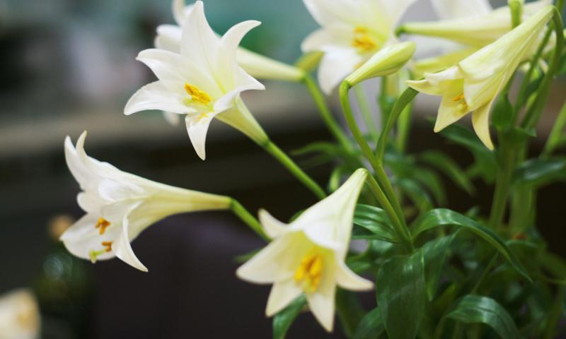 1. Hoa Loa Kèn (Angel’s Trumpet): Là một trong những loài  hoa chứa chất kịch độc có thể gây chết người, hoa loa kèn chứa chất gây ảo giác scopolamine, có thể gây nguy hiểm cho hệ thần kinh và dẫn đến tử vong nếu tiếp xúc với lượng lớn.