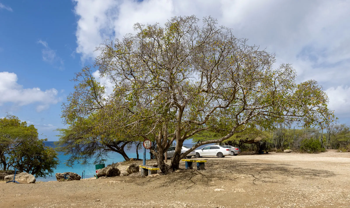 Năm 1999, Nicola Strickland, một bác sĩ chẩn đoán hình ảnh người Mỹ, đi nghỉ ở đảo Tobago, Caribbean. Một buổi sáng, cô và bạn quyết định đi dạo trên bãi biển và chú ý đến một loại  cây có trái màu xanh, được biết đến là Manchineel. Họ không biết rằng đó là một loại cây độc. Sau khi cắn thử một trái, họ ngay lập tức bị cảm giác cay xè và đau rát dữ dội trong họng.