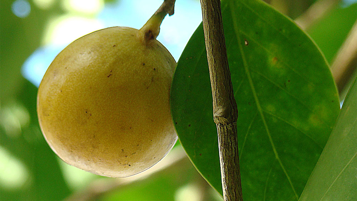 1. Manchineel: Là một trong những  loài cây nguy hiểm nhất hành tinh và được biết đến như "quả táo nhỏ của thần chết", loài cây này chứa chất độc gây tử vong ở mọi bộ phận, bao gồm quả, vỏ, và lá.