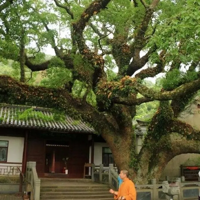  Cây sồi tai ngỗng Phổ Đà (Carpinus putoensis) là một loài cây độc đáo và quý hiếm nằm trên núi Phổ Đà, tỉnh Chiết Giang, Trung Quốc, từng đứng trước nguy cơ tuyệt chủng với chỉ một cá thể duy nhất tồn tại.