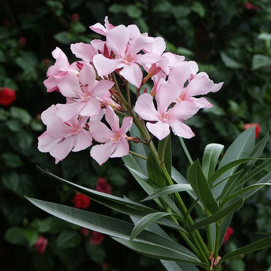 1. Trúc đào (Nerium oleander): Loại  cây cảnh này chứa chất độc Oleandrin, Neriin, gây buồn nôn, ói mửa, rối loạn nhịp tim, có thể tử vong. Chúng nguy hiểm ngay cả khi phơi khô hoặc nấu chín.