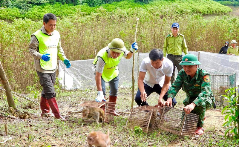 Ban quản lý Vườn quốc gia Vũ Quang phối hợp với các cơ quan chức năng tỉnh Hà Tĩnh tái thả 36 cá thể động vật hoang dã quý hiếm về môi trường tự nhiên. Số động vật này bao gồm 14 con khỉ, 9 con trăn đất, 1 con  cầy vòi hương, 9 con rùa và 3 con culi nhỏ. Trước khi thả, các động vật được theo dõi sức khỏe và đánh giá khả năng sinh tồn ngoài tự nhiên.