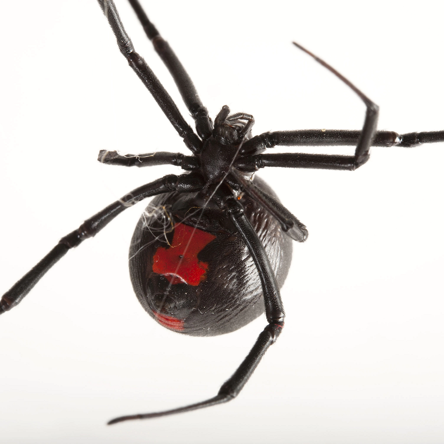 1.  Nhện góa phụ đen (Black Widow): Nhện góa phụ đen là một trong những loài nhện nổi tiếng và đáng sợ nhất thế giới. Chúng có màu đen bóng với dấu đỏ hình đồng hồ cát trên bụng. Nọc độc của nhện góa phụ đen có chứa latrotoxin, gây ra các triệu chứng như đau cơ, buồn nôn, khó thở và co giật. Dù hiếm khi gây tử vong, vết cắn của nhện góa phụ đen vẫn đòi hỏi sự can thiệp y tế ngay lập tức. (Ảnh: National Geographic)