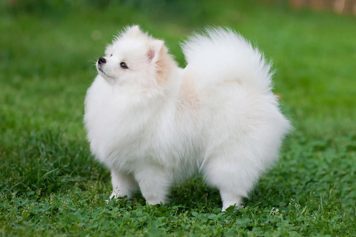 Chó phốc sóc, còn được gọi là  chó Pomeranian, là một trong những giống chó cảnh nổi tiếng nhất hiện nay. Có nguồn gốc từ Trung Âu, những chú chó nhỏ nhắn này thu hút mọi ánh nhìn bởi vẻ ngoại hình dễ thương cùng tính cách đáng yêu, thông minh và thân thiện. (Ảnh: Britannica)