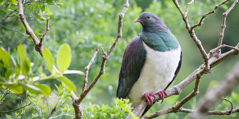 Loài  chim bồ câu gỗ New Zealand, hay còn gọi là bồ câu Kereru, nổi tiếng với biệt danh “những gã say xỉn trên trời” do một thói quen ăn uống đặc biệt. (Ảnh: Zealandia)