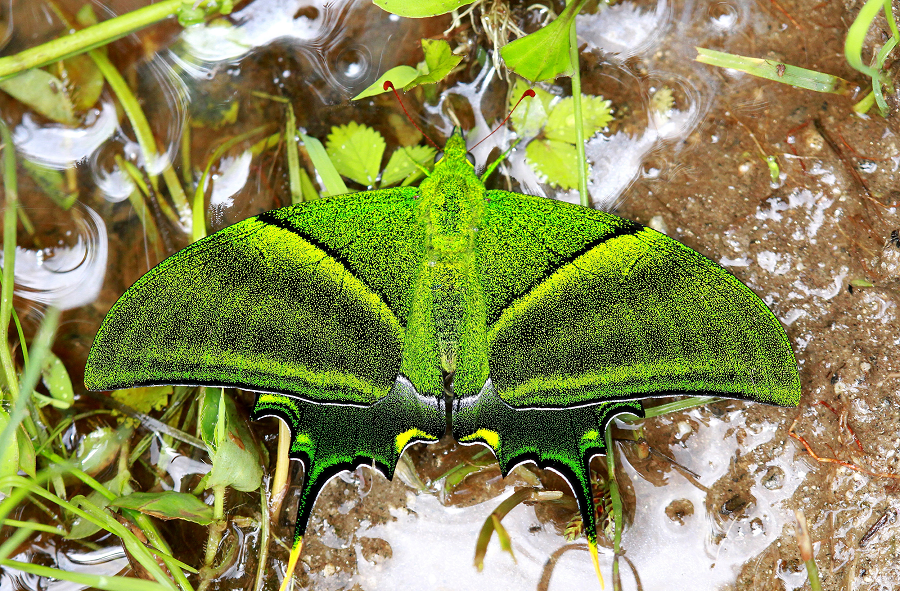 1. Bướm Teinopalpus imperialis (Kaisar-i-Hind): Bướm Kaisar-i-Hind, tên khoa học Teinopalpus imperialis, là loài  bướm đặc hữu của vùng rừng núi Ấn Độ và Đông Nam Á. Với sải cánh rực rỡ và sắc xanh ánh kim, loài này được coi là biểu tượng của sự quý phái và vương giả. (Ảnh: Wikipedia)