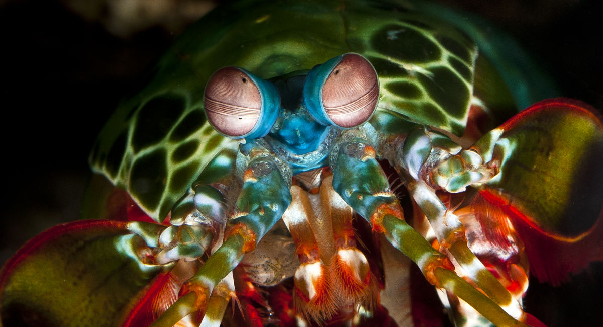 1.  Mắt của tôm bọ ngựa (Mantis Shrimp): Tôm bọ ngựa có đôi mắt phức tạp nhất trong giới tự nhiên, với khả năng nhìn thấy một dải màu rộng hơn con người rất nhiều. Mỗi mắt của chúng có 12 đến 16 loại tế bào nhận màu, so với ba loại tế bào của con người. Điều này giúp chúng không chỉ nhìn thấy màu sắc mà còn phát hiện được ánh sáng phân cực và tia UV. Đôi mắt của tôm bọ ngựa còn có khả năng di chuyển độc lập, cho phép chúng quan sát môi trường xung quanh một cách toàn diện và nhanh chóng phát hiện con mồi. (Ảnh: Great Barrier Reef Foundation)