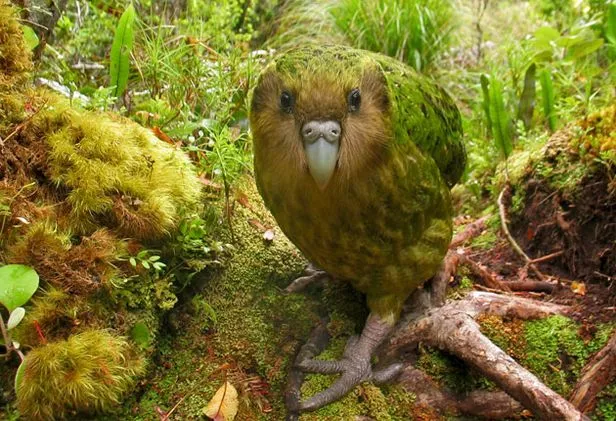 Kakapo, hay còn gọi là vẹt cú, là một loài  chim đặc hữu của New Zealand, nổi bật với nhiều đặc điểm độc đáo và tình trạng bảo tồn cực kỳ nguy cấp. Kakapo (danh pháp khoa học: Strigops habroptilus) là loài vẹt lớn nhất thế giới, với chiều dài trung bình khoảng 60 cm và cân nặng lên tới 2 kg.(Ảnh: WIRED)