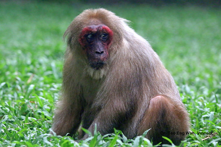 1. Khỉ mặt đỏ (Macaca arctoides): Là một trong những  động vật quý hiếm trên núi Hòn Bà, khỉ mặt đỏ, còn được gọi là khỉ đuôi lợn, là một loài khỉ thuộc họ Khỉ Cựu Thế giới. Chúng có đặc điểm nổi bật là khuôn mặt đỏ rực, đặc biệt là khi trưởng thành. (Ảnh:MyBIS)