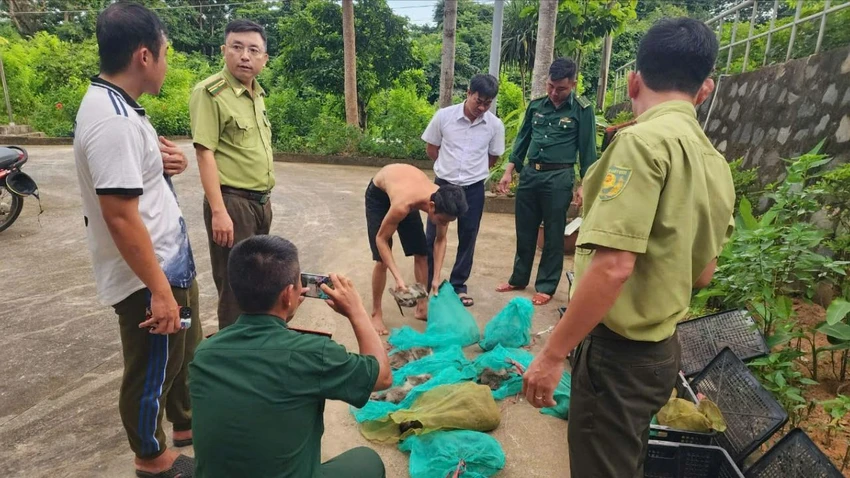 Nguyễn Minh Phong, người vận chuyển số  khỉ này từ rừng ra bờ biển, đã bị bắt giữ. Khỉ đuôi dài thuộc loài quý hiếm đang bị đe dọa tuyệt chủng và bị cấm khai thác thương mại. Phong khai rằng mình được thuê mà không rõ nguồn gốc số khỉ này. Cơ quan chức năng đã lập biên bản và tiếp tục điều tra. (Ảnh: KL)