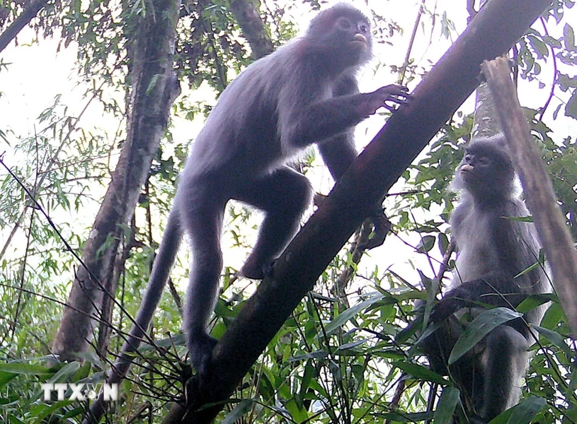 1. Voọc xám (Trachypithecus phayrei): Voọc xám à một trong những loài động vật quý hiếm được phát hiện trong Khu bảo tồn thiên nhiên Pù Hoạt. Voọc xám, còn được gọi là voọc Phayre, là một loài linh trưởng quý hiếm sống chủ yếu ở Đông Nam Á, bao gồm Việt Nam, Lào, và Thái Lan. Chúng có bộ lông màu xám nâu trên lưng và trắng ở bụng, với vòng khoang trắng quanh mắt và miệng. (Ảnh: TTXVN)