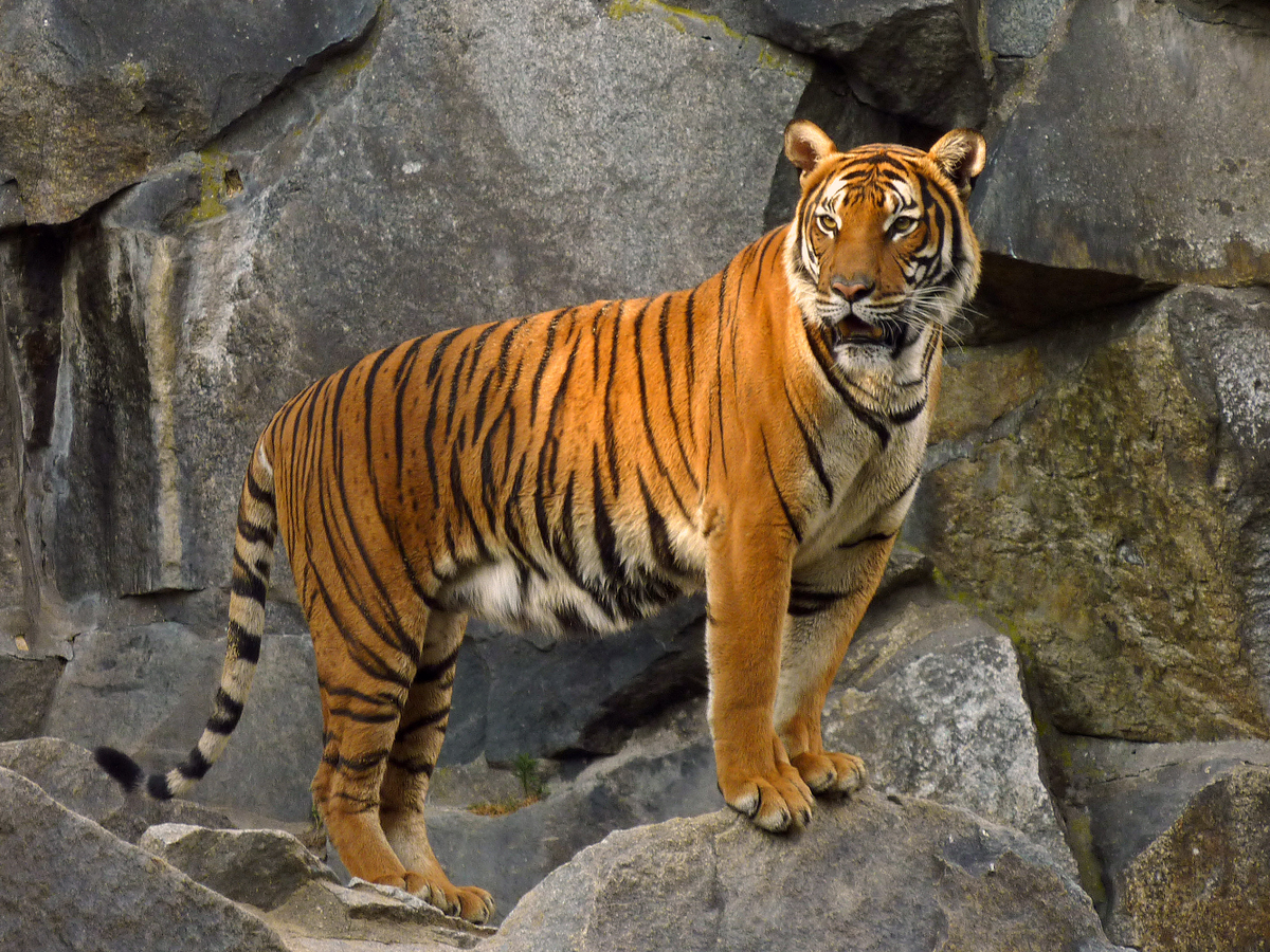 Hổ Đông Dương (Panthera tigris corbetti) là một trong những  loài hổ quý hiếm và biểu tượng của sự đa dạng sinh học tại Đông Nam Á. Với vẻ ngoài oai vệ và sức mạnh đáng kinh ngạc, hổ Đông Dương không chỉ là biểu tượng văn hóa mà còn đóng vai trò quan trọng trong hệ sinh thái rừng xanh Việt Nam. (Ảnh: Wikimedia Commons)