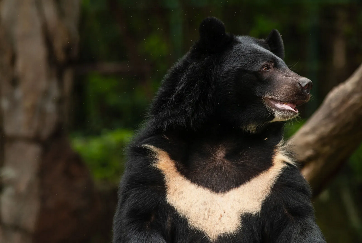 Gấu ngựa (Ursus thibetanus), còn gọi là Gấu đen Tây Tạng hoặc Gấu đen châu Á, là loài  động vật quý hiếm được đưa vào sách đỏ của Hiệp hội Bảo tồn Thế giới (IUCN) vì đang bị đe dọa tuyệt chủng. (Ảnh:Britannica)