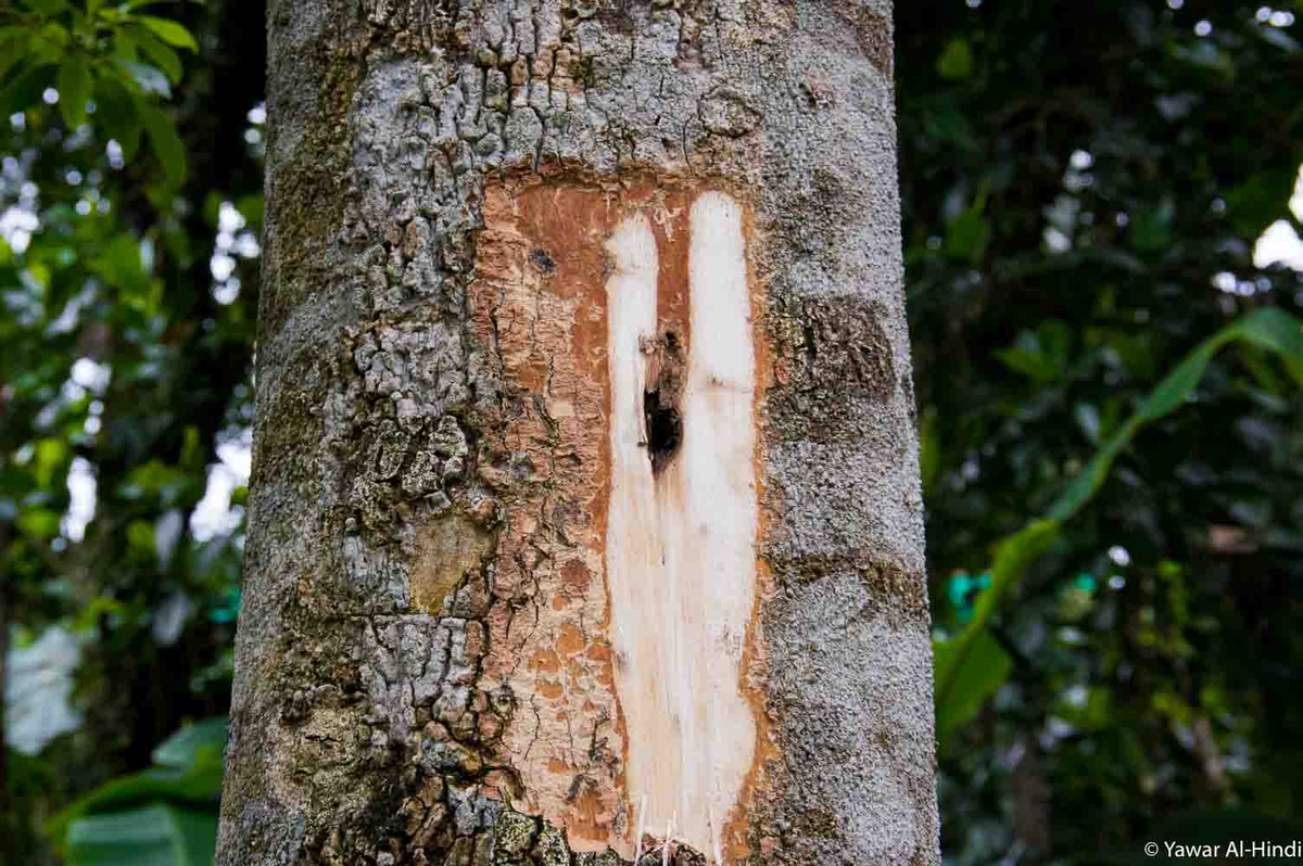 Trầm hương, một loại gỗ quý hiếm và có giá trị cao, từ lâu đã được mệnh danh là " gỗ của các vị thần". Với hương thơm dịu nhẹ, sang trọng và giá trị kinh tế vượt trội, trầm hương trở thành một trong những nguyên liệu thô đắt nhất trên thế giới, có giá lên tới 100.000 USD/kg, tương đương hơn 2,3 tỷ VND/kg. (Ảnh: Indicana Oud)