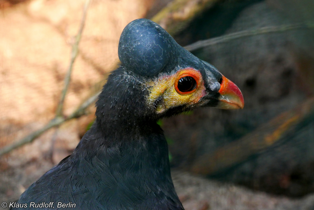 Maleo (Macrocephalon maleo) là một trong những loài chim đặc hữu của đảo Sulawesi, Indonesia, và đang nằm trong danh sách bảo tồn của nhiều tổ chức quốc tế do nguy cơ tuyệt chủng cao. (Ảnh: BioLib.cz)